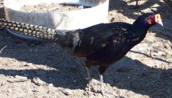 Black Pheasant