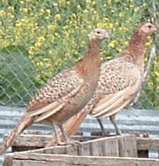 Buff pheasant