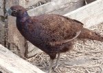 Black Pheasant
