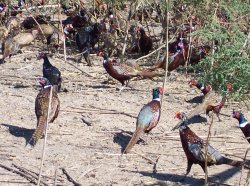 Pheasants