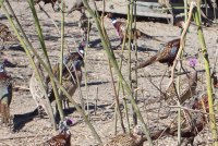 Pheasants