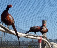 Pheasants