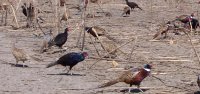 Pheasants