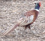 Ring neck pheasant