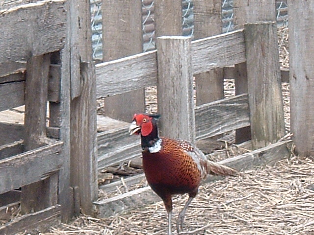 Ring neck pheasant